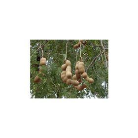 Tohhum Tamarind Demirhindi Tohumu