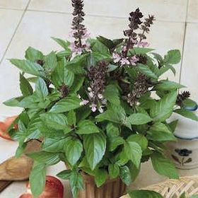 Tohhum Tarçın Aromalı Fesleğen Tohumu