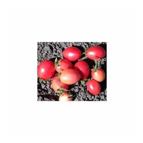 Tohhum Thai Sida Pink Tayland Pembe Domates Tohumu