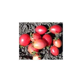 Tohhum Thai Sida Pink Tayland Pembe Domates Tohumu