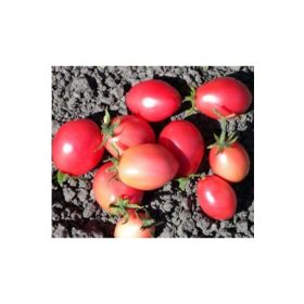 Tohhum Thai Sida Pink Tayland Pembe Domates Tohumu