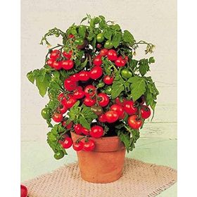 Tohhum Tiny Tim Cherry Domates Tohumu
