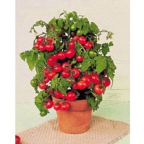 Tohhum Tiny Tim Cherry Domates Tohumu