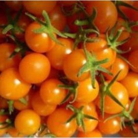 Tohhum Turuncu Cherry Domates Tohhum Bahçe Tohumu