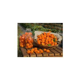 Tohhum Turuncu Habanero Biberi Tohumu
