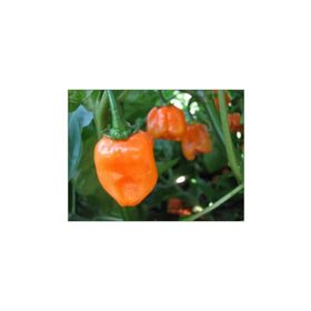 Tohhum Turuncu Habanero Biberi Tohumu
