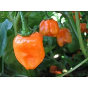 Tohhum Turuncu Habanero Biberi Tohumu