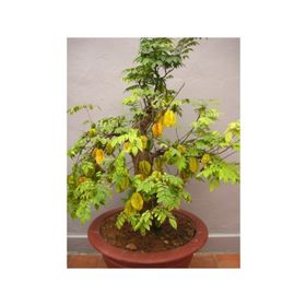 Tohhum Yıldız Meyvesi Starfruit Carambola Tohumu