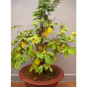 Tohhum Yıldız Meyvesi Starfruit Carambola Tohumu