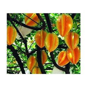 Tohhum Yıldız Meyvesi Starfruit Carambola Tohumu