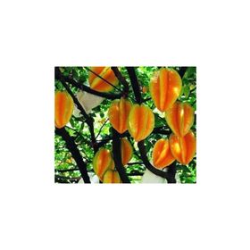 Tohhum Yıldız Meyvesi Starfruit Carambola Tohumu