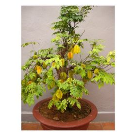 Tohhum Yıldız Meyvesi Starfruit Carambola Tohumu