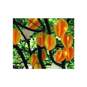 Tohhum Yıldız Meyvesi Starfruit Carambola Tohumu