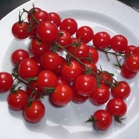 Totem Cherry Domates Tohumu