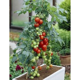 Totem Cherry Domates Tohumu
