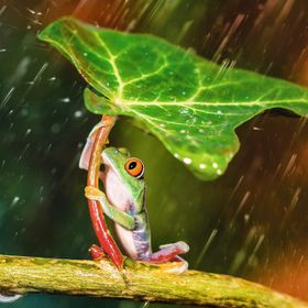 Trefl Green Umbrella 500 Parça Puzzle