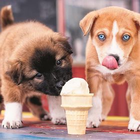 Trefl Ice Cream Time 500 Parça Puzzle