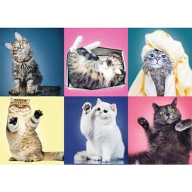 Trefl Kittens 500 Parça Puzzle