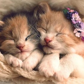 Trefl Sleeping Kittens 500 Parça Puzzle