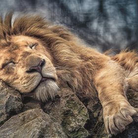 Trefl Sleeping Lion 1000 Parça Puzzle