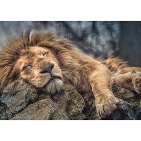 Trefl Sleeping Lion 1000 Parça Puzzle