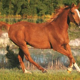Trefl The Beauty Of Gallop 500 Parça Puzzle