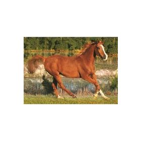 Trefl The Beauty Of Gallop 500 Parça Puzzle