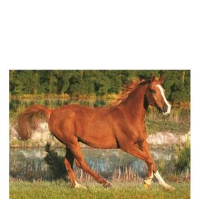 Trefl The Beauty Of Gallop 500 Parça Puzzle