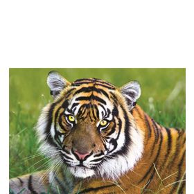 Trefl Tiger 500 Parça Puzzle