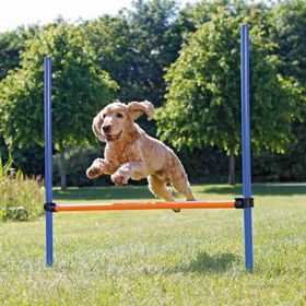 Trixie 129x115x3 cm Köpek Agility Eğitim Manisi