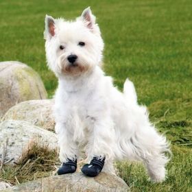 Trixie 2 Adet Köpek Yürüyüş Botu