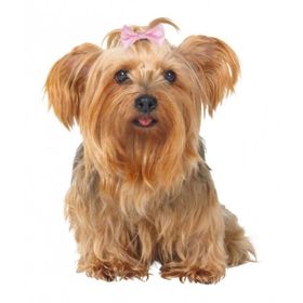 Trixie 2296 4 - 5.5 cm Köpek Saç Tokası
