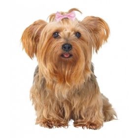 Trixie 2296 4 - 5.5 cm Köpek Saç Tokası