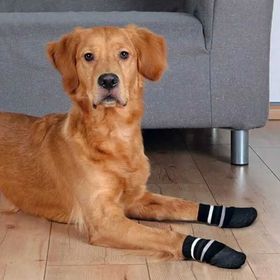 Trixie 2'li S-M Kaymaz Tabanlı Köpek Çorabı
