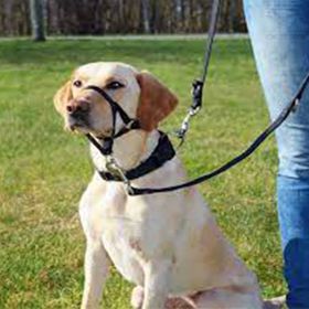 Trixie 31 cm Large Köpek Uzman Eğitim Tasması