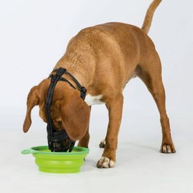 Trixie Esnek Silikon L Boy Köpek Ağızlık