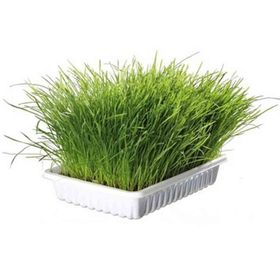 Trixie İnce Yumuşak Özel Çimi 100 gr Kedi Kumu
