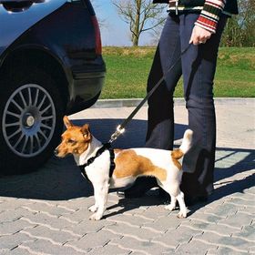 Trixie M 50-70 cm Köpek Emniyet Kemeri