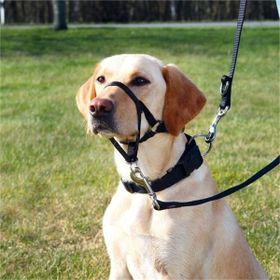 Trixie Top Trainer S 22 cm Köpek Eğitim Tasması
