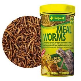 Tropical Meal Worms 250 ml 30 Un Kurdu Sürüngen Yemi