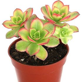 Tunç Botanik 10 Adet Aeonium Kiwi Sukulent Teraryum Bitkisi