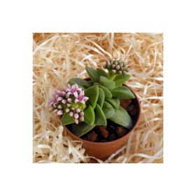 Tunç Botanik 10 Adet Crassula Springtime Sukulent Teraryum Bitkisi