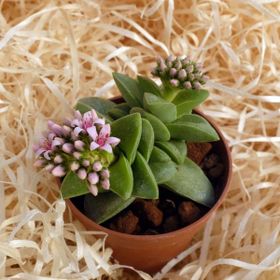 Tunç Botanik 10 Adet Crassula Springtime Sukulent Teraryum Bitkisi