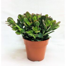 Tunç Botanik 20 Adet Crassula Ovata Para ve Şans Bitkisi Sukulent Teraryum Bitkisi