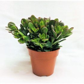 Tunç Botanik 20 Adet Crassula Ovata Para ve Şans Bitkisi Sukulent Teraryum Bitkisi