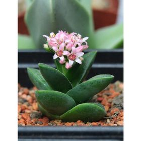 Tunç Botanik 5 Adet Crassula Springtime Sukulent Teraryum Bitkisi