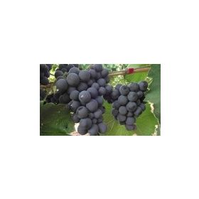 Tüplü Alphonso (Alfons) Lavellee Üzüm(Asma-Bağ) Fidanı