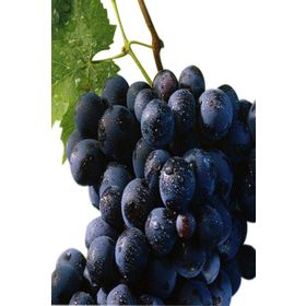 Tüplü Alphonso (Alfons) Lavellee Üzüm(Asma-Bağ) Fidanı