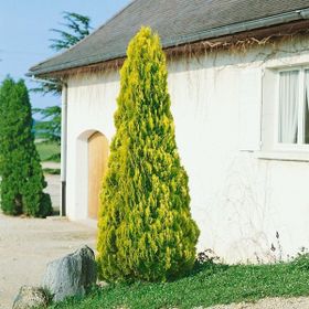 Tüplü Altuni Piramit Mazı Fidanı