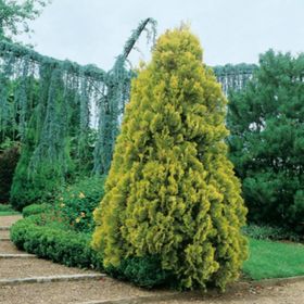 Tüplü Altuni Piramit Mazı Fidanı